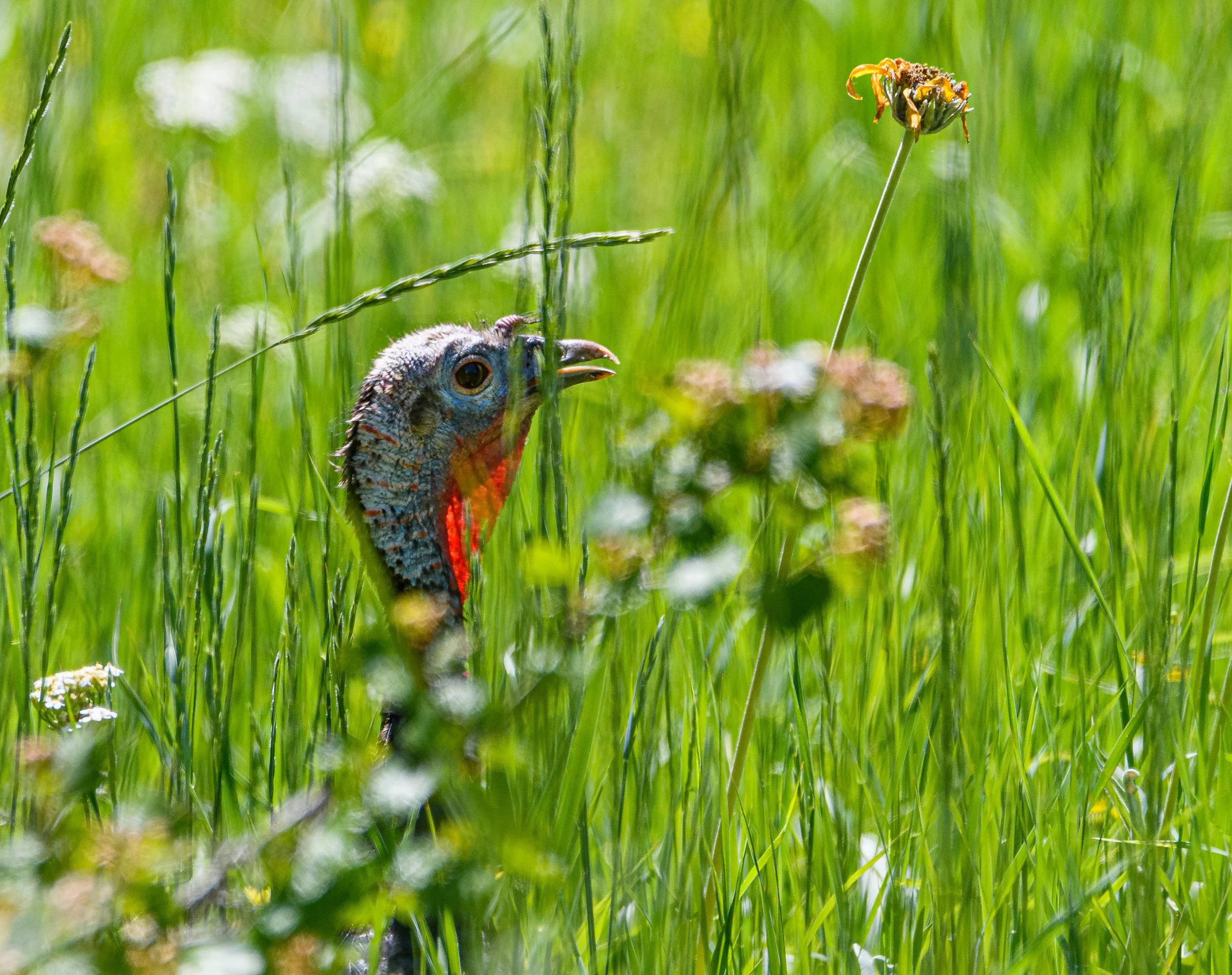The Most Excellent Turkey — Golden Eagle Audubon
